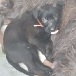 Berger Picard Puppies from Touche Rose