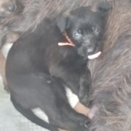 Berger Picard Puppies from Touche Rose