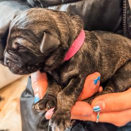 Lutz (Fuchsia) - Pepper and salt female Giant Schnauzer puppy in Harrisville, Utah from Diamond in the Ruff