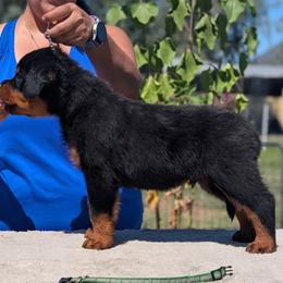 Hughie - Black and mahogany male Rottweiler puppy in Oroville, California from Von Brennan kennels