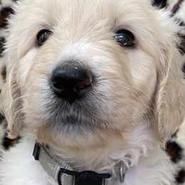 Goldendoodle Puppies from FURever Goldendoodles