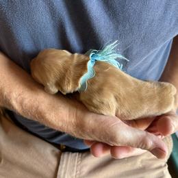 Blue - Dark golden male Golden Retriever puppy in Kenosha, Wisconsin from Gail’s Goldens