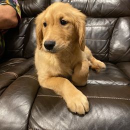 Golden Retriever Puppies from DeClercks Goldens