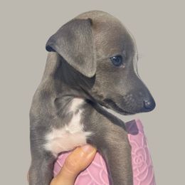 Italian Greyhound Puppies from Julia's Italian Greyhounds