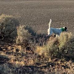 English Setter Puppies from Steens Mountain Setters