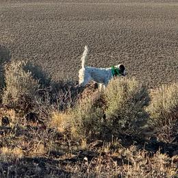 English Setter Puppies from Steens Mountain Setters