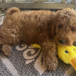 Goldendoodle Puppies from az_doodlesoflove