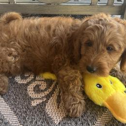 Goldendoodle Puppies from az_doodlesoflove