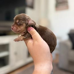 Layla - Chocolate and cream female Dachshund puppy in Mc Alester, Ok, Oklahoma from New Hope Miniature Dachshunds