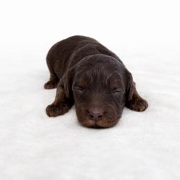 Ashton - Tri-color male Cavapoo puppy in Springfield, Ohio from Dawson's Royal Companions