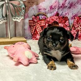 Twinkles - Black and white female Chihuahua puppy in Redding, California from Akc ivy league chihuahua .  Com