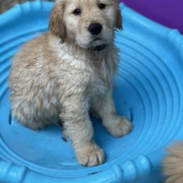 Golden Retriever Puppies from Golden Wise