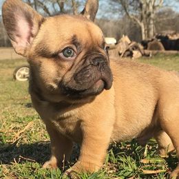 French Bulldogs from Double Oak Frenchies