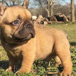 French Bulldogs from Double Oak Frenchies