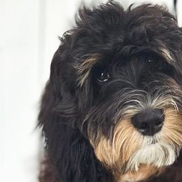 Bernedoodles from Main Street Bernedoodles