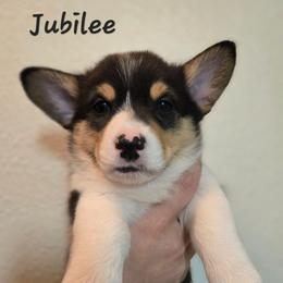 Jubilee - Black and tan female Pembroke Welsh Corgi puppy in Citrus Heights, California from The Joy of Corgis