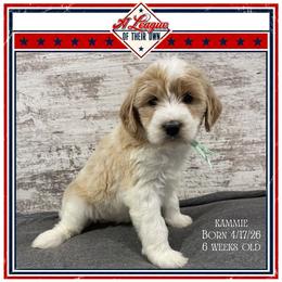 Kammie - Parti female Goldendoodle puppy in North Conway, New Hampshire from Arbor Grace Doodles