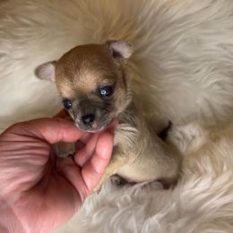 Boy 2 - Black sabled fawn male Chihuahua puppy in Fargo, North Dakota from Wild Prairie Chihuahuas