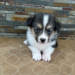 Boy 1 - Black and tan male Pembroke Welsh Corgi puppy in Visalia, California from VIP Stables