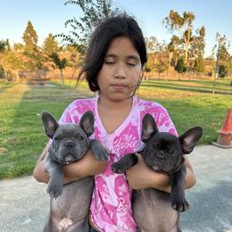 Gianni 💙💙🐾💙 - Blue fawn French Bulldog puppy in Inglewood, California from French OG Los Ángeles