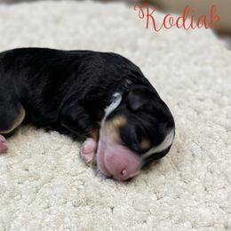 Kodiak - Tri-color male Bernedoodle puppy in Henry, Illinois from Rowe Farms Doodles
