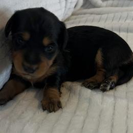 Raven - Black and tan female Dachshund puppy in Hillsville, Virginia from Bonderosa Kennels