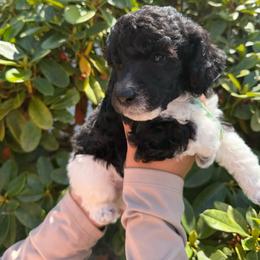 Fern - Parti male Poodle puppy in Longview, Washington from Evergreen Miniature Poodles