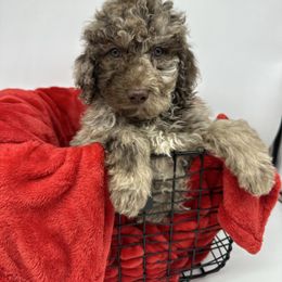 Rudolph - Merle male Cavapoo puppy in Austin, Texas from Doodles of Central Texas