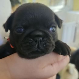 Black Boy - Black male Pug puppy in Rutherfordton, North Carolina from Sweetie Pie Pugs