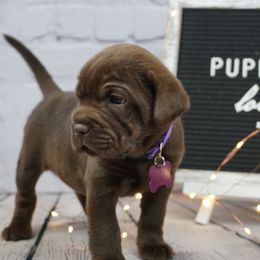Chinese Shar-Pei and Companion Cross Puppies from Mini Hippo Land