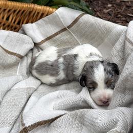 Reed - male Australian Mountain Doodle puppy in Tryon, North Carolina from Melrose Mountain Farm