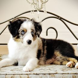 Macey - Toy Australian Shepherd
