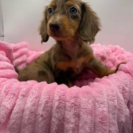 Marley - Dapple female Dachshund puppy in Mountain Home, Arkansas from Furry Friends Kennel