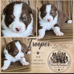 Trooper - Red tri-color male Australian Shepherd puppy in Magee, Mississippi from Paint ByNumbers Ranch