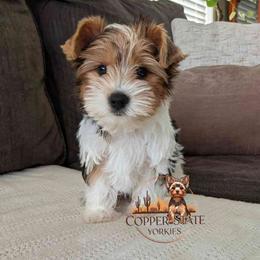 Rocky - Parti male Yorkshire Terrier puppy in Goodyear, Arizona from Copper State Yorkies