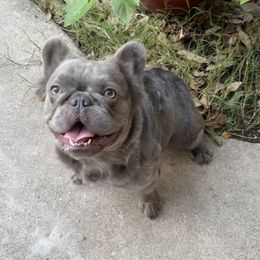 "Grace" French Bulldog All Grown Up from YZC Frenchies at 4C Ranch