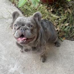 "Grace" French Bulldog All Grown Up from YZC Frenchies at 4C Ranch