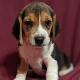 Beagle puppies from Clover Beagles