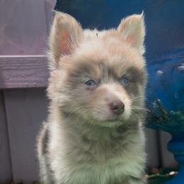 Coco - Chocolate female Pomsky puppy in Spring Hill, Florida from PDQ Pomskies