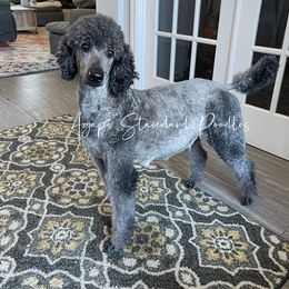 Poodle Puppies from Agape Standard Poodles