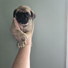 Bowser - Fawn male Pug puppy in Auburn, Kentucky from Prentice Family Pugs