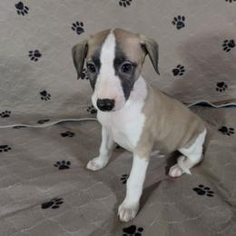 Taco - White and fawn male Whippet puppy in Sweet Home, Oregon from Imperialis Kennels