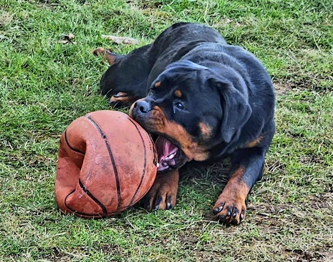 Rottweiler Puppies from Hilburgs Rottweilers