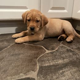 Labrador Retriever Puppies from Bayside Labradors