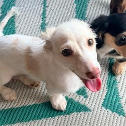 Willow - Cream female Dachshund puppy in Lexington, Oklahoma from BooneDox Miniature Dachshunds