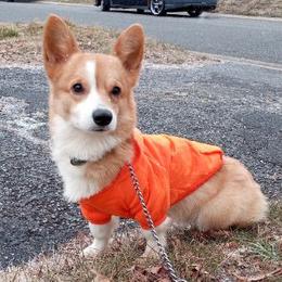 Assorted Doodle Crosses and Pembroke Welsh Corgis from Pure Pembroke