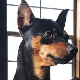 Miniature Pinscher puppies from Meek's Min Pins