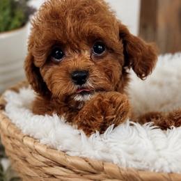 Millie - Red female Maltipoo puppy in Connecticut from Gracie Doodle