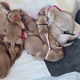 Boy 1 - Yellow male Labrador Retriever puppy in Osburn, Idaho from Faithful Mountain Labradors