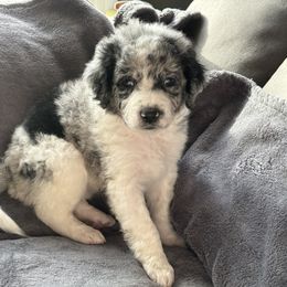 Aussiedoodle Puppies from Vali Girl Aussiedoodles